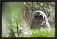 La Chambre vue du ciel